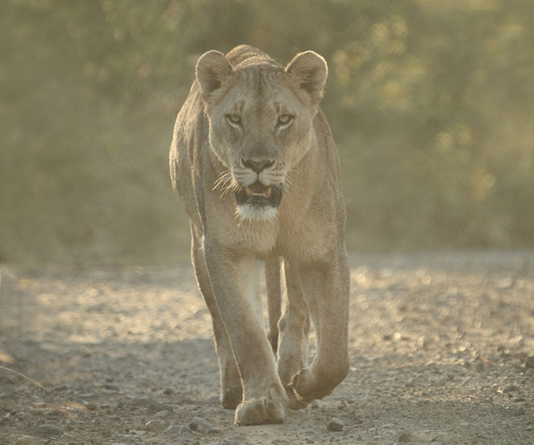 Lioness